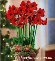 Basket with amaryllises 